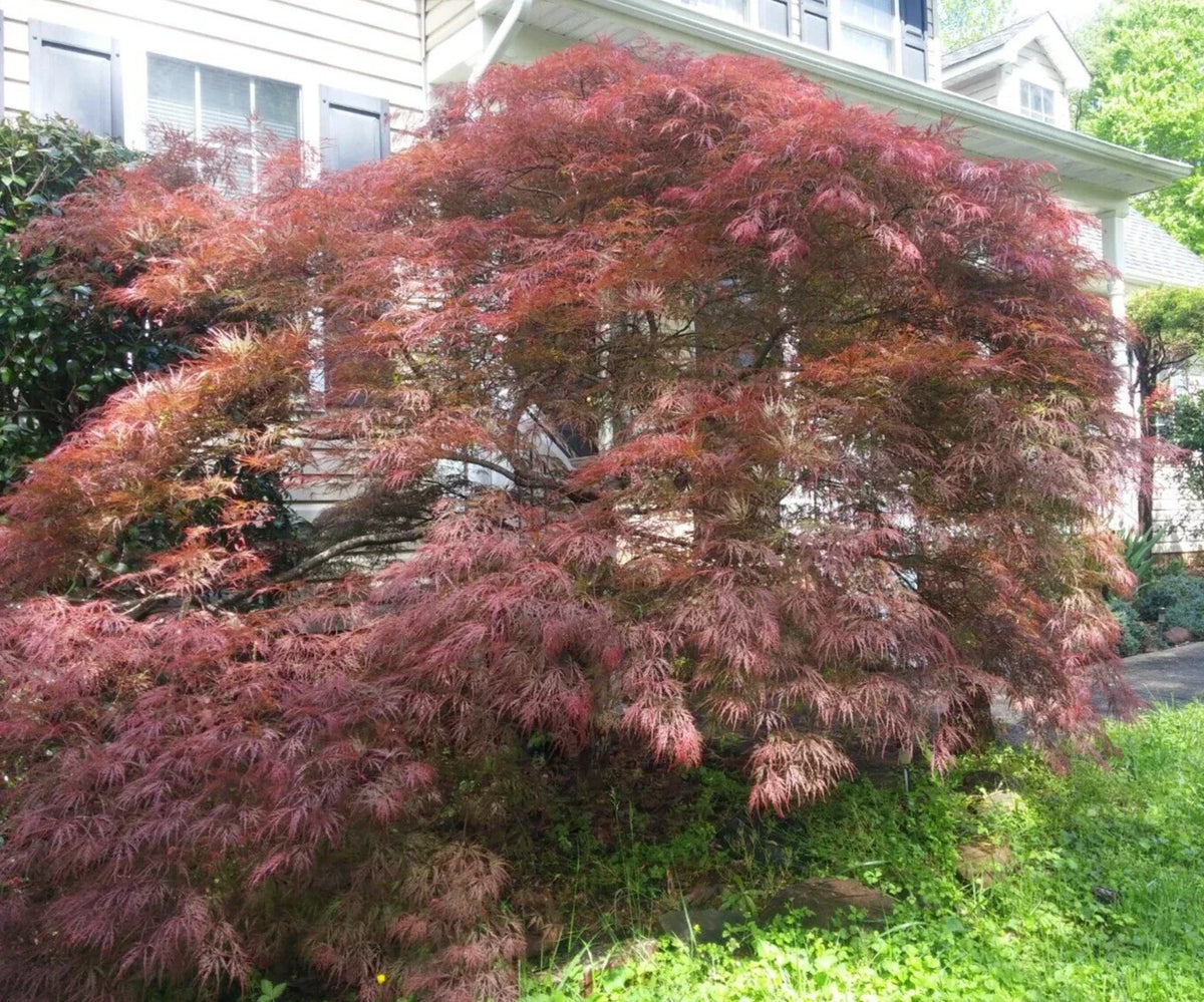 Thin Unrooted Cuttings of Weeping Japanese Maple 'Garnet' - Acer palmatum for Rooting & Grafting