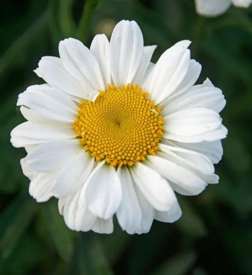 Sweet Daisy Jane Shasta Daisy Bare Root Perennial - Summer Blooming Gold, White, Yellow Flowers - Leucanthemum x superbum