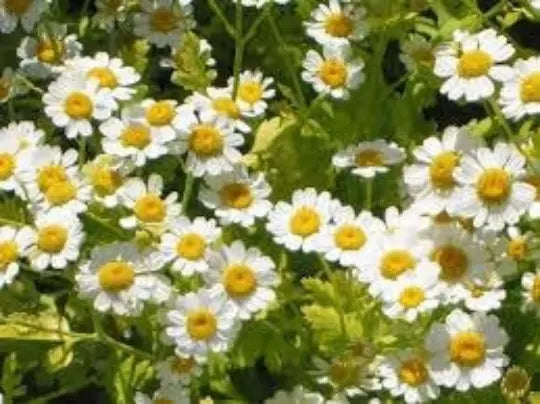 Feverfew Seeds - 100 Seeds | Medicinal Herb Chrysanthemum Parthenium