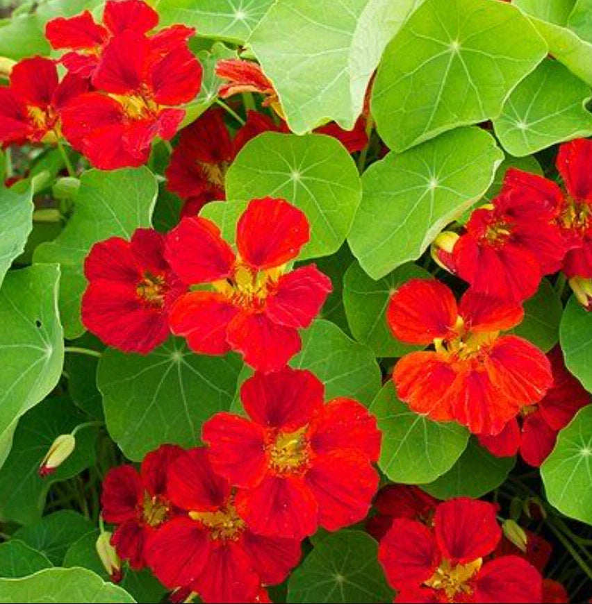 Nasturtium Globe of Fire Red Scarlet Seeds - 20 Count Non-GMO Edible Flowers