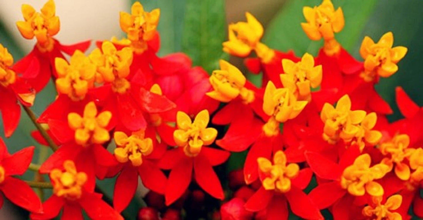 Butterfly Bloodflower Milkweed Seeds - Sunset Variety, Asclepias tuberosa, Pollinator Garden Seeds, 100+ Seeds for Attracting Butterflies