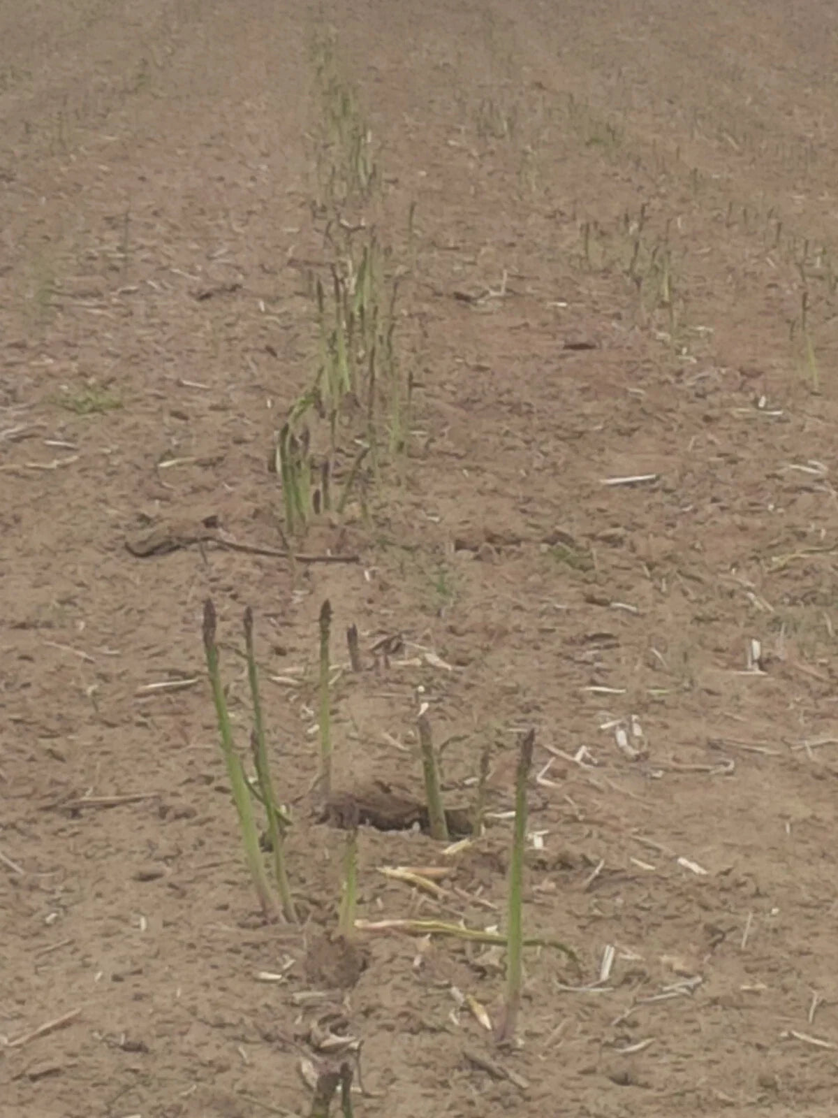 Jersey Giant Asparagus Bare Root Plants - 1-Year Crowns, Perennial Vegetable, Asparagus officinalis, Full Sun, Easy to Grow