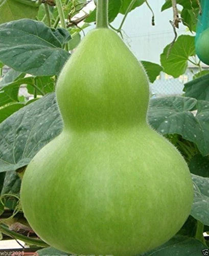 Giant Bottle Gourd Seeds - Ornamental Climbing Vine - Lagenaria leucantha var gourda - Unique Garden Plant