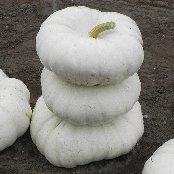 White Flat Stacker Pumpkin Seeds for Planting - Cucurbita pepo, 10 Seeds, Unique Flat White Pumpkins for Gardening & Decorations