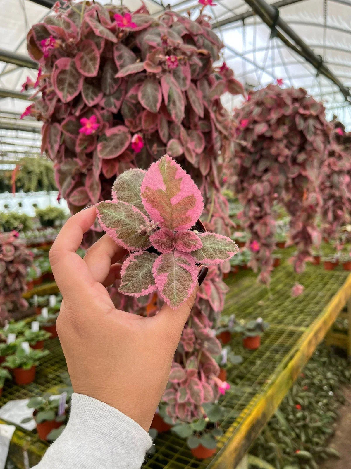 Pink Brocade Flame Violet Plant - Episcia - 4” Pot - Easy Indoor Plant
