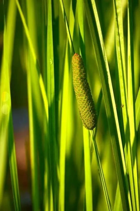 50 Sweet Flag Native Seeds for Planting, Acorus americanus, Wetland Perennial, Native Landscaping, Bog Garden Seeds