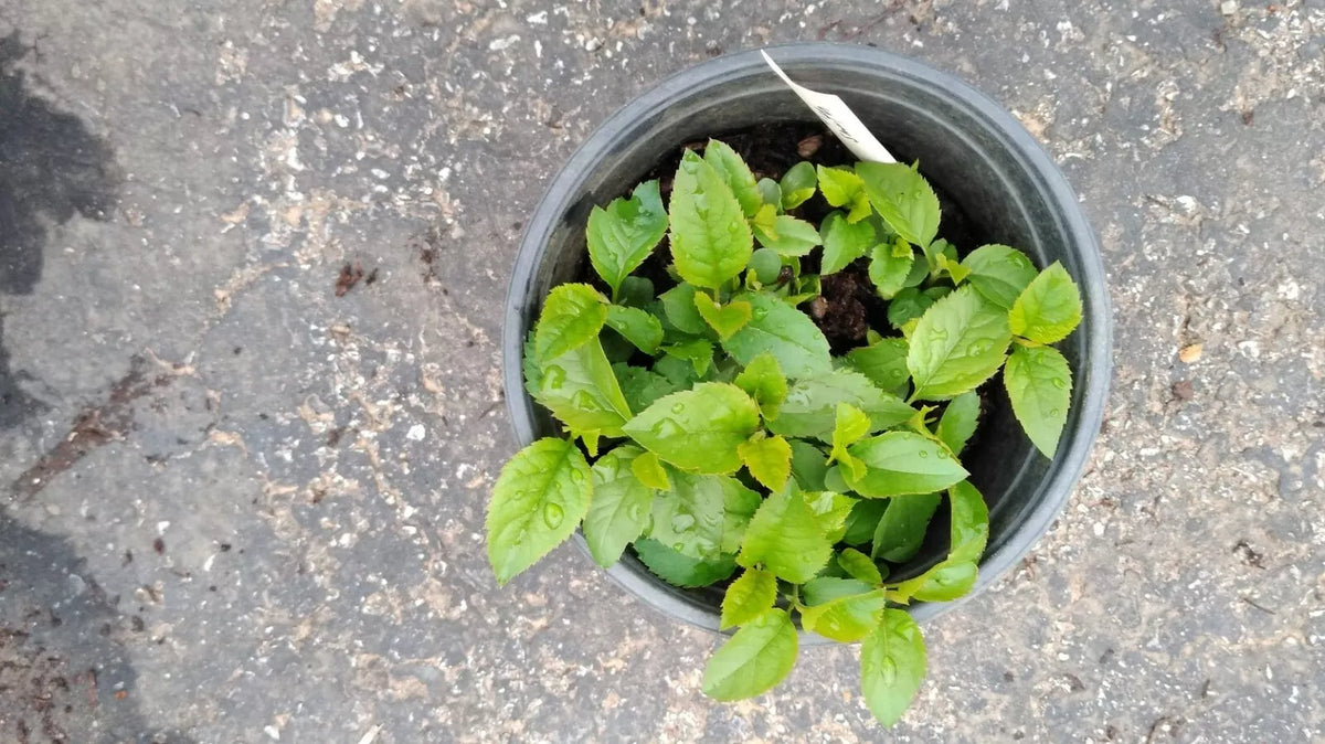 Live Granny Smith Apple Tree Seedling - Fully Rooted Malus domestica, 1 Year Old, Home Orchard, Fruit Tree, Small Plant