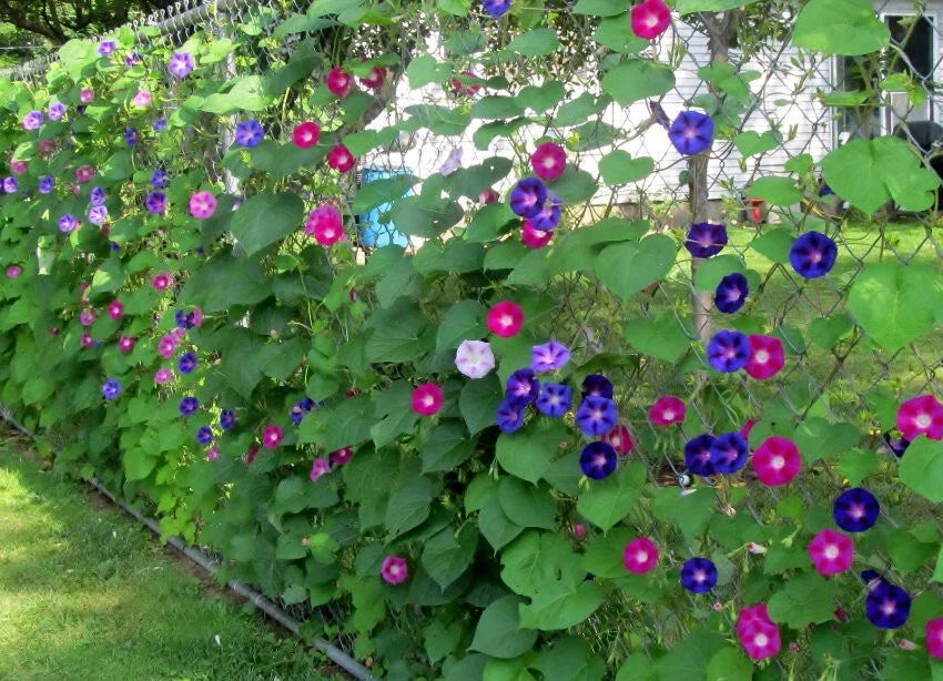 Morning Glory Seeds 100 Count Mix - Ipomoea tricolor & I. purpurea Vining Flower Seeds for Garden, Attracts Butterflies & Hummingbirds
