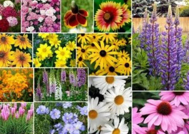 Mixed Wildflower Seeds Pack - 200 Assorted Non-GMO Flower Seeds for Garden, Meadow, or Container Planting