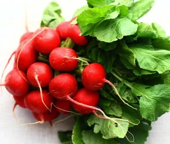 German Giant Radish Seeds - Open Pollinated Non-GMO Raphanus sativus for Home Gardens, Large, Crunchy Radishes, 250+ Seeds
