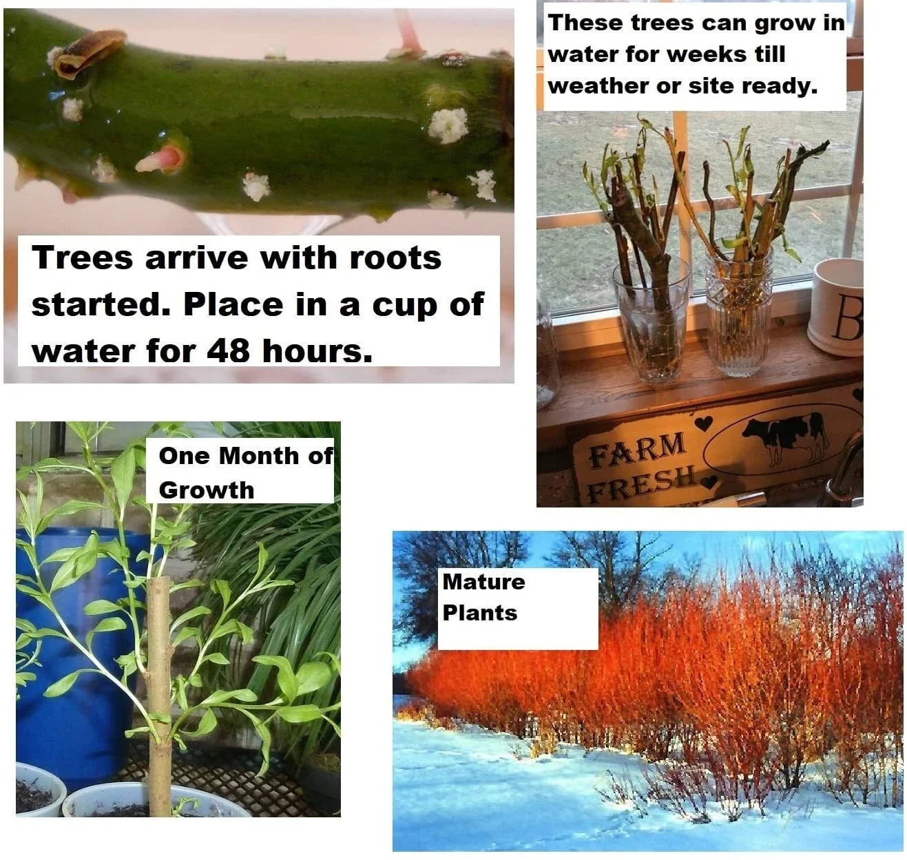 Flame Willow Tree Cuttings 2 Pack - Vibrant Orange Red Bark - Salix × fragilis - Easy to Grow Landscape Trees