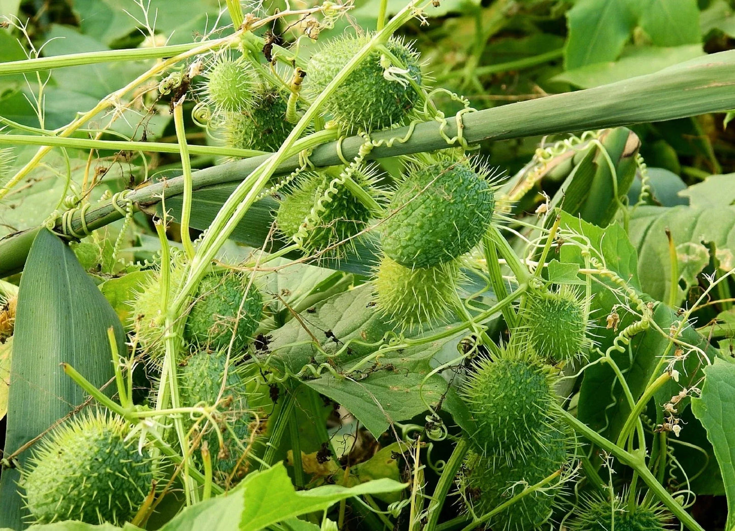 Wild Cucumber Seeds - Fruiting Vine, Cucumis dipsaceus, Organic Garden Starter, Climbing Vine, 10 Seeds