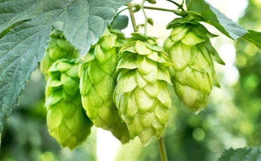 Hops Vine Plant Cuttings 5-Pack | Japanese Hops Humulus lupulus Perennial