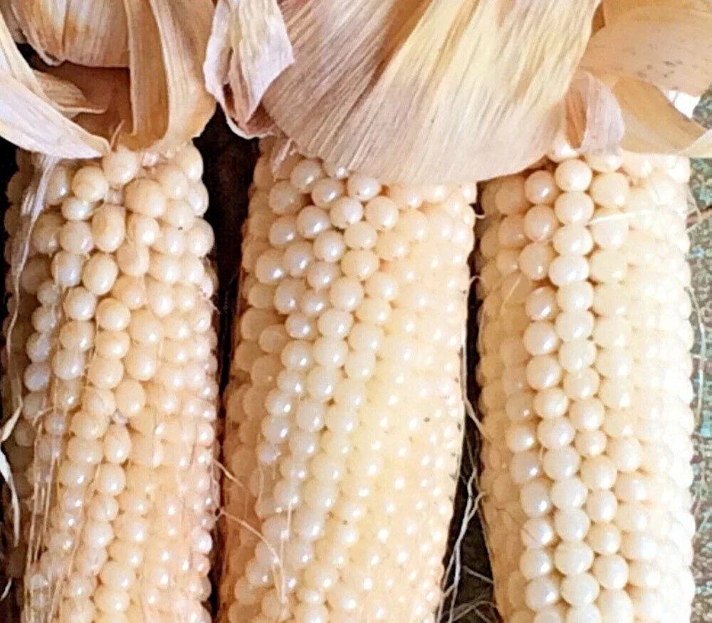 Organic White Japanese Hulled Popcorn Seeds - Non-GMO Zea mays everta for Home Garden & Container Planting
