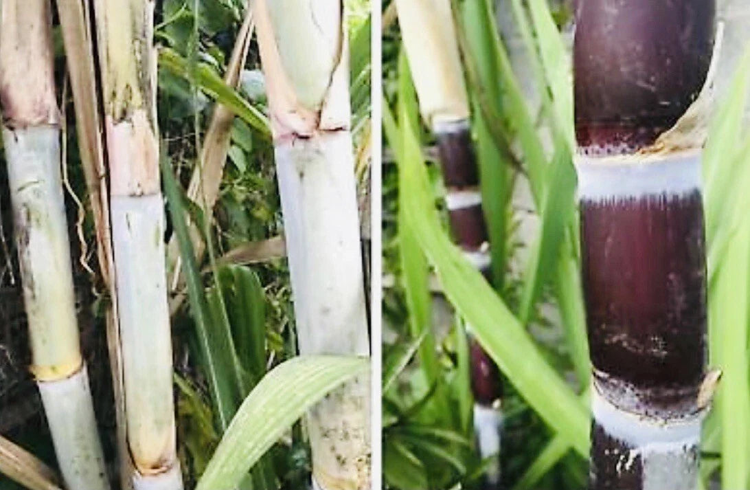 Fresh Cut Sugar Cane Sticks 8 Pack Green or Purple Non-GMO Saccharum officinarum for Planting & Culinary Use