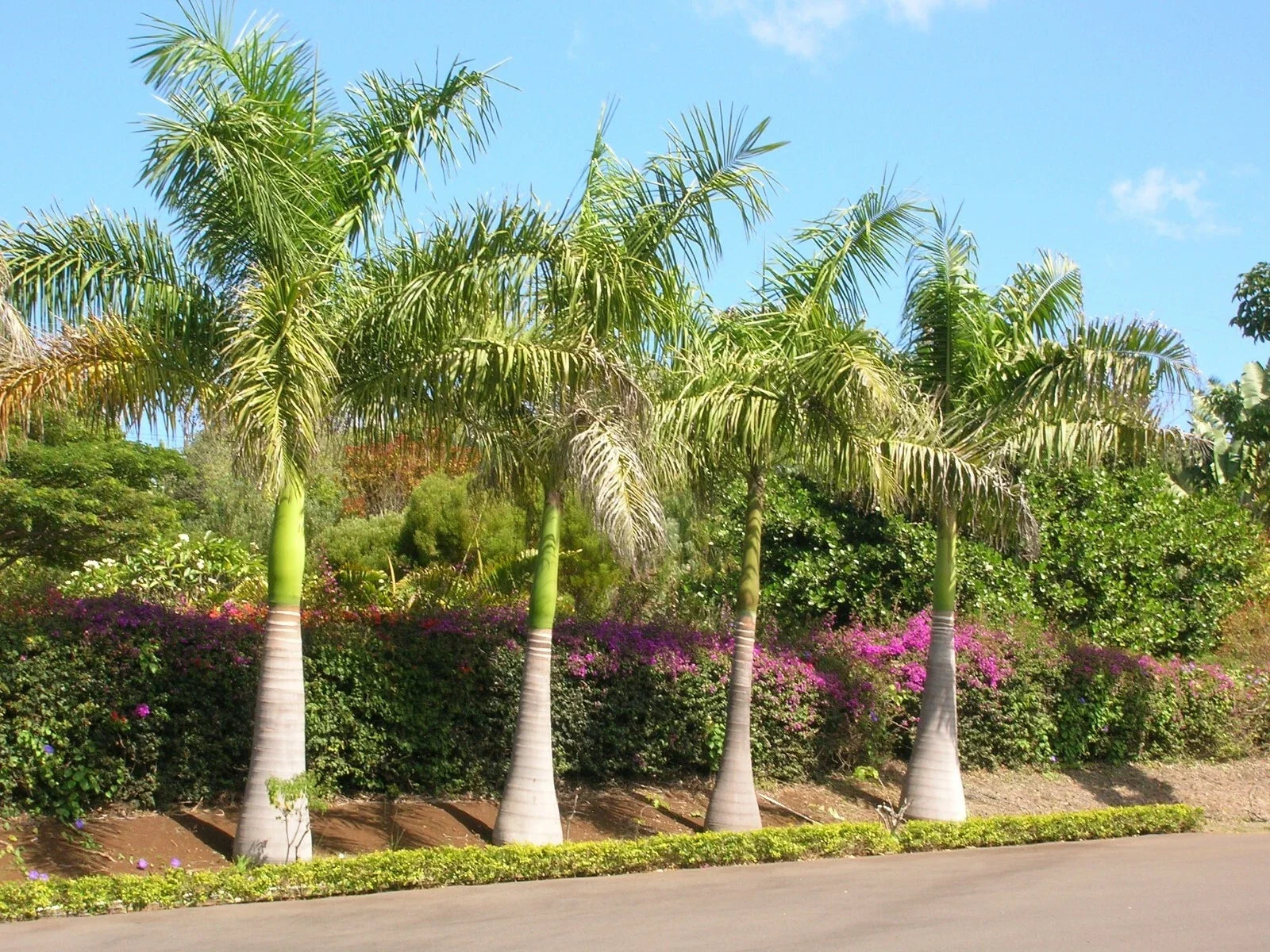 Royal Palm Seeds - 10 Pack Roystonea regia Tropical Landscaping Garden Plant Seeds