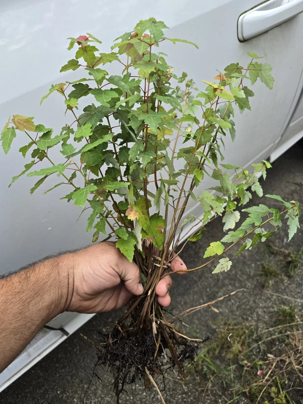 Florida Red Maple Tree Seedlings - Live Plants 8-15 Inches, Acer rubrum, Vibrant Red Foliage, Landscaping Trees