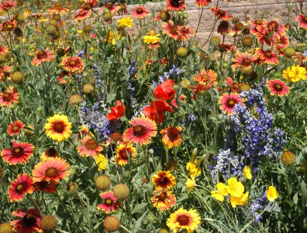 Wildflower Seed Mix 1000 Seeds for Dry Areas, Full Sun, Pollinator-Friendly, Non-GMO, Perennials, Mixed Varieties