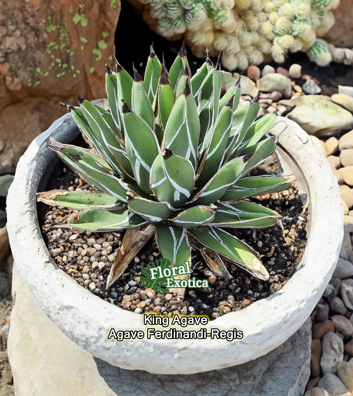 King Agave Ferdinandi-Regis Starter Pup - Agave Nickels Succulent in 4-Inch Pot for Indoor & Outdoor Use