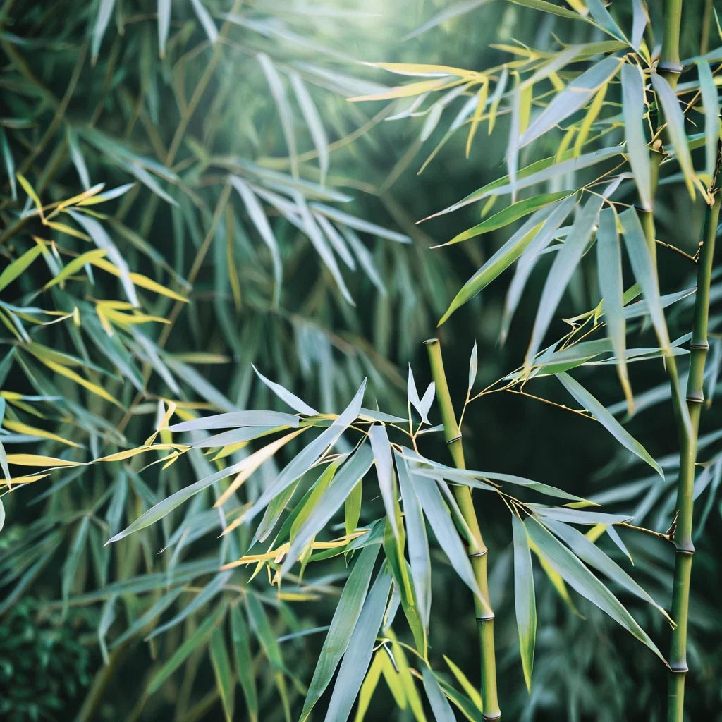 Bamboo Seeds 50 Pack - Chinese Walking Phyllostachys edulis Clumping Privacy Screen for Garden and Shade