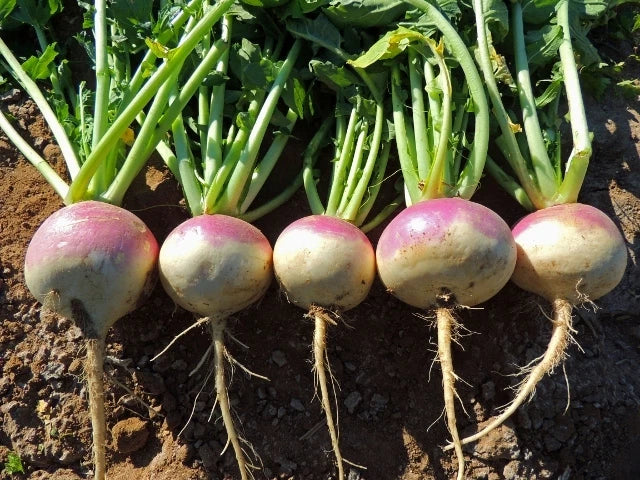 Purple Top White Globe Turnip Seeds – Non-GMO Brassica rapa, Easy-to-Grow, Bountiful Harvest, Perfect for Container Gardening