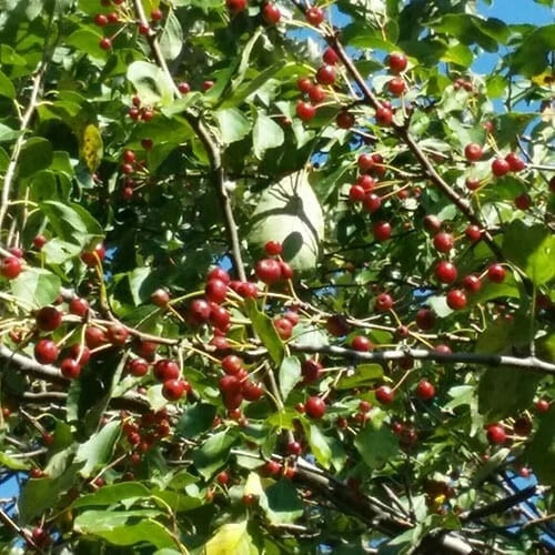 Midwest Crabapple Tree Rooted Plant Small Red Fruit Malus baccata var. mandshurica Zones 4-8 Wildlife Pollinator