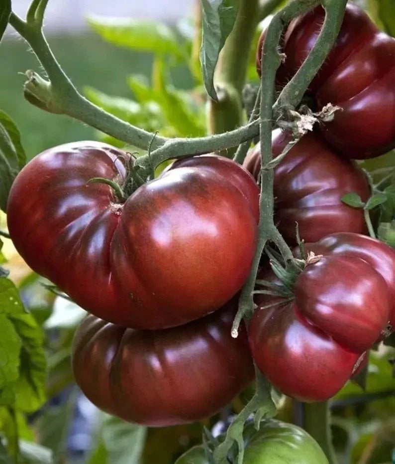 Black Brandywine Tomato Seeds - 120+ Organic Heirloom Non-GMO Seeds for Home Garden