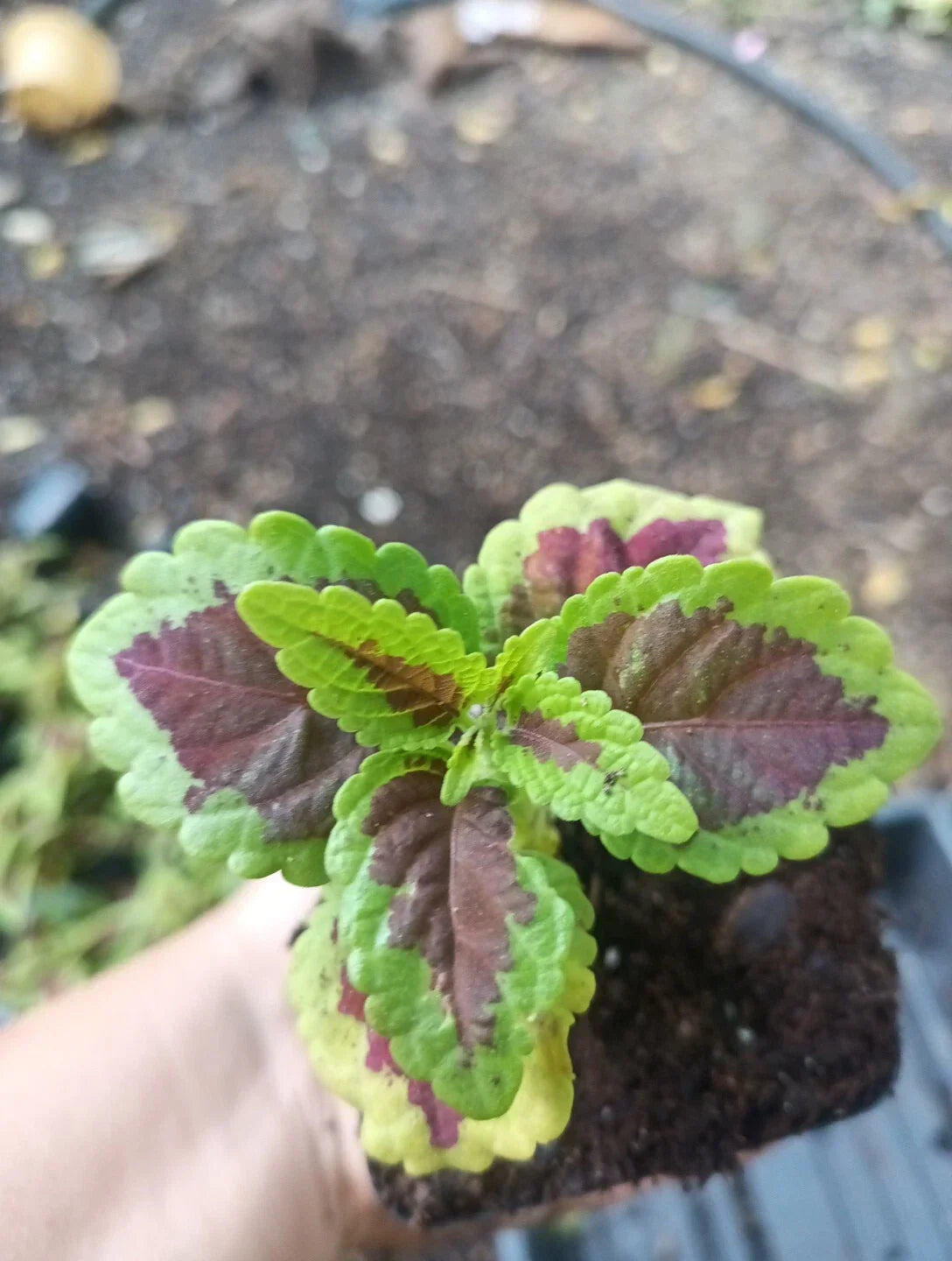 Coleus Talavera Sienna Live Plant Plugs - Colorful Foliage for Garden and Home