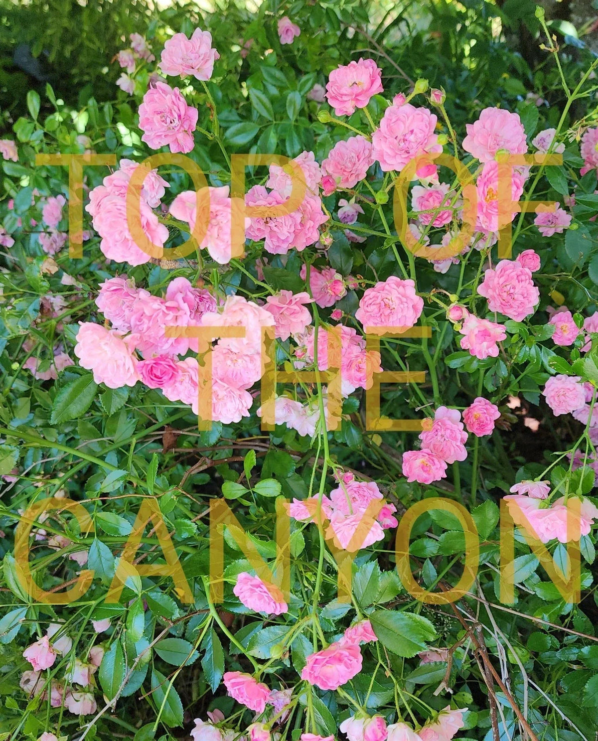 Miniature Pink Rose Bush - 2" Pot Starter Plant with Beautiful Blooms - Rosa spp.