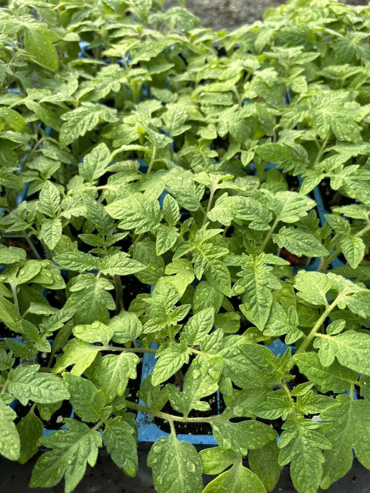 Lot of 3 Roma Tomato Plants, 6-10 Inches, Solanum lycopersicum, Live Vegetable Garden Starter