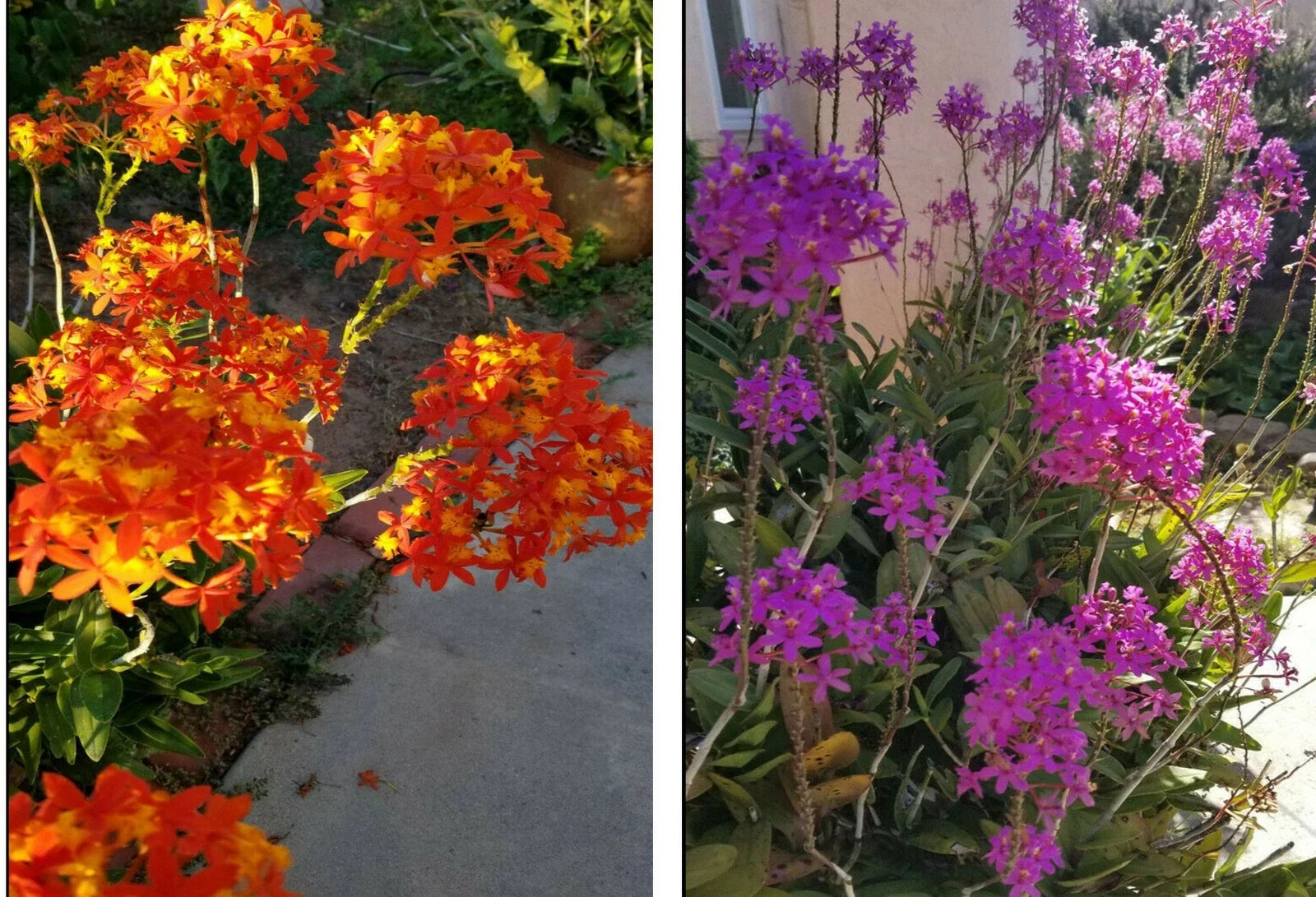 Epidendrum Orchid 5pcs Rooted Plants - Radicans Orange, Yellow, Purple Cluster Flowers - Tropical Houseplant
