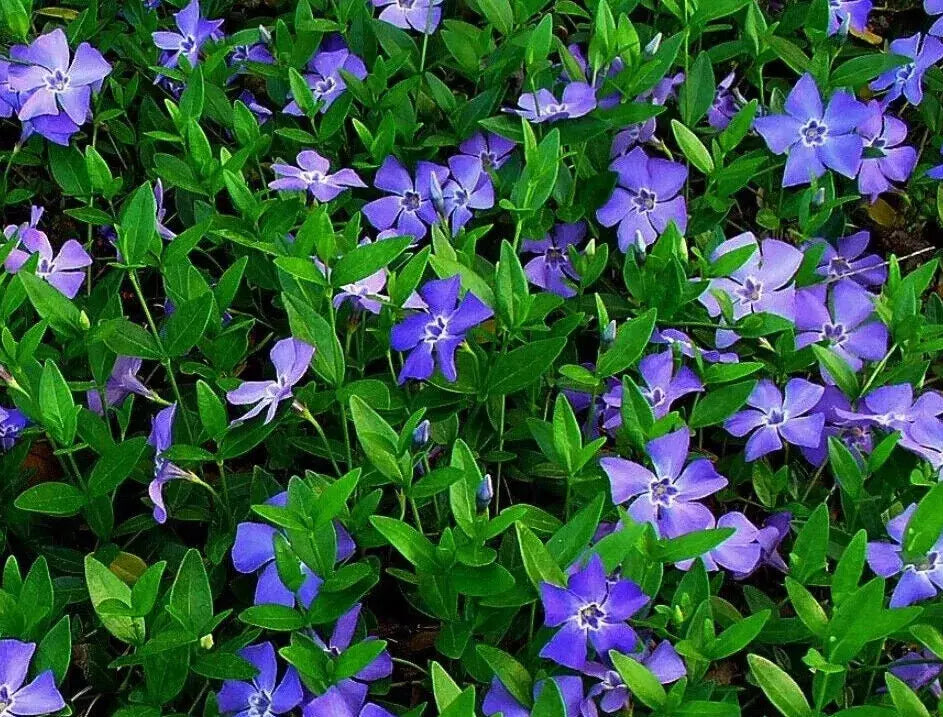 Creeping Myrtle Ground Cover 50 Pack Vinca Minor Periwinkle Evergreen Drought-Resistant Bare Root Plants for Zones 4-8