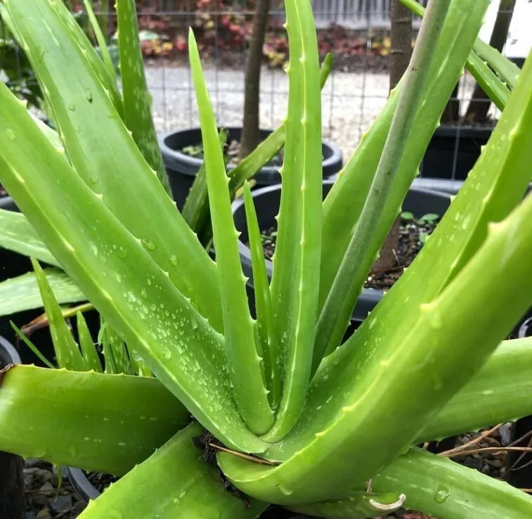 Aloe Vera Plant in 4-Inch Pot, Indoor Healing and Skin Care Aloe barbadensis Miller