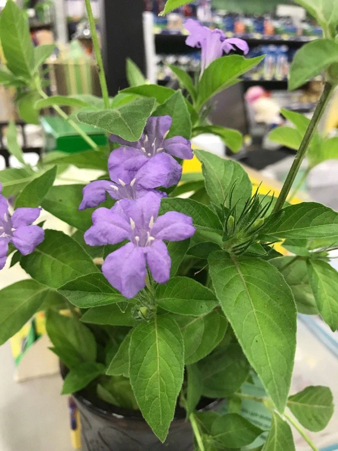 Rare Carolina Wild Petunia Live Plants 2-Pack | Ruellia caroliniensis | Native Lavender Flower Ground Cover