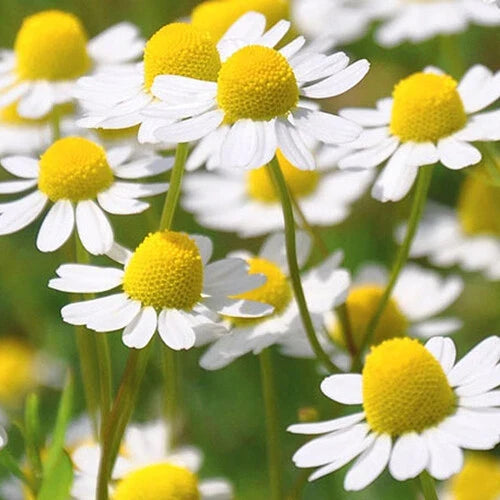 Roman Chamomile Seeds | 2,000 Non-GMO Heirloom Chamaemelum nobile for Herbal Tea & Fragrant Garden