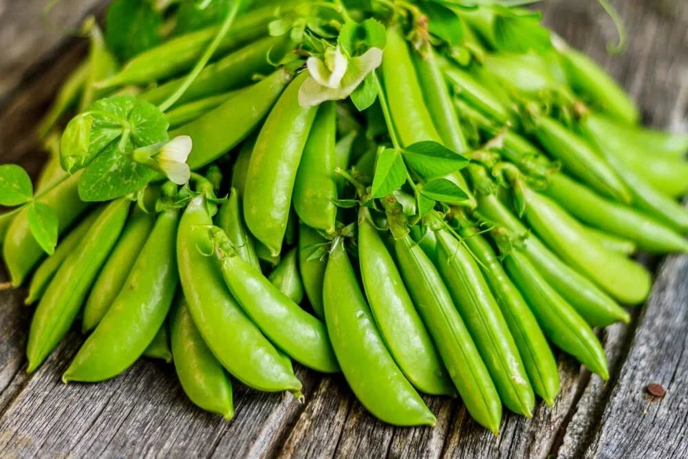 Sugar Daddy Snow Pea Seeds - 50 Count, Sweet Edible Pods, Pisum sativum var. macrocarpon, Easy to Grow, Cool-Season Vegetable Seed