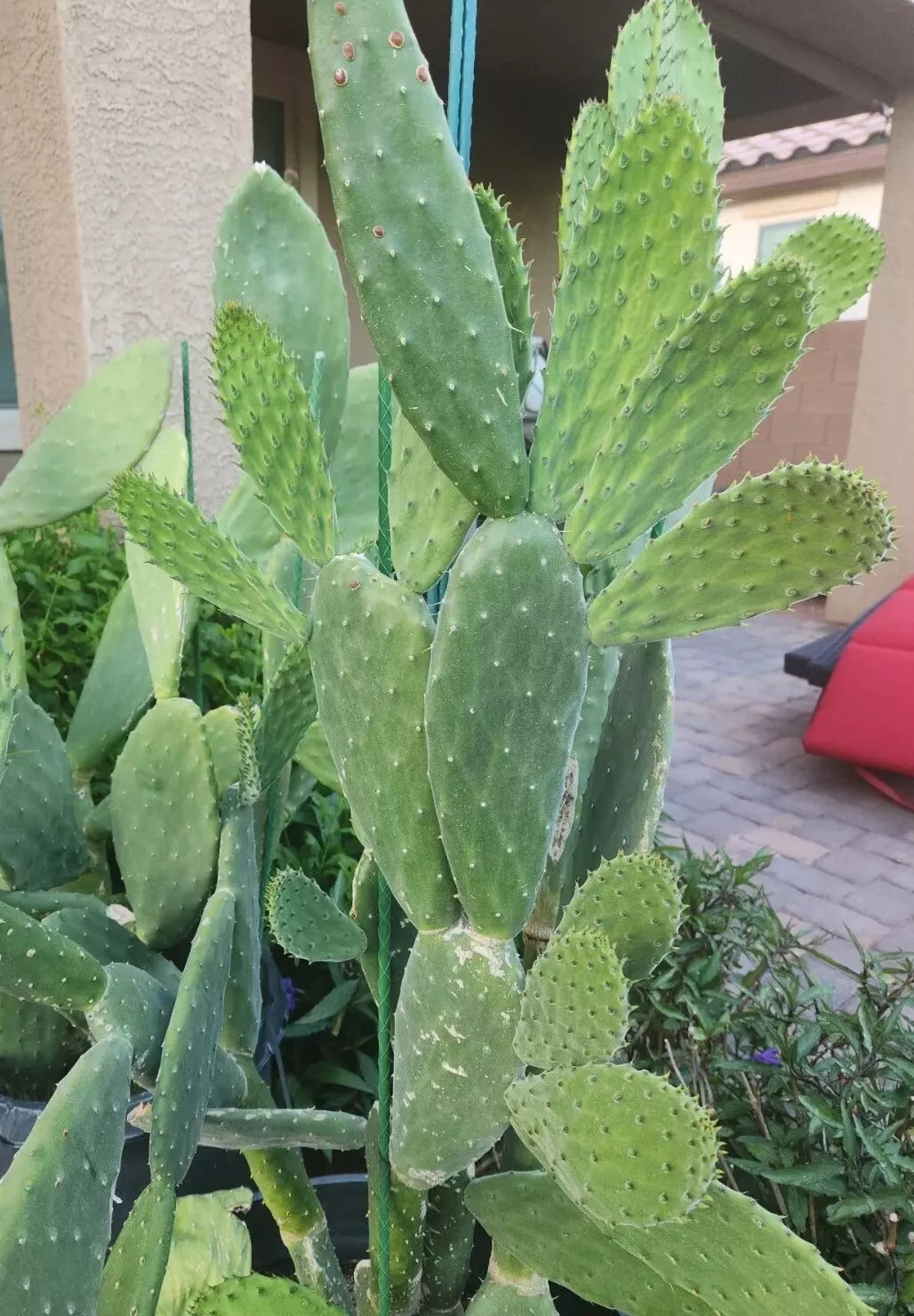 Giant Red Flower Burbank Spineless Opuntia Cactus Pads – Edible Prickly Pear Nopal, Drought-Tolerant, Low Maintenance
