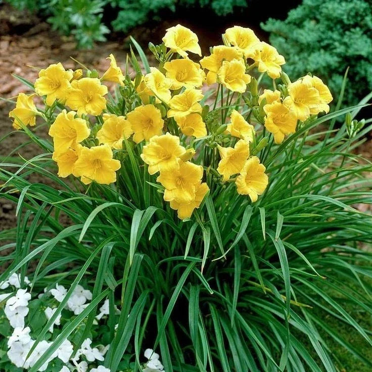 Daylily Plant 4" Pot Orange Blooms Reblooming Low Maintenance Perennial Hemerocallis 'Happy Returns'