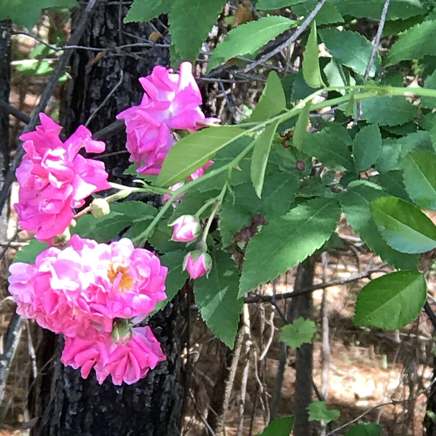 Heirloom Pink Seven Sisters Rose Cuttings - 8 Clippings Climbing Bushes No Roots 6 Inch