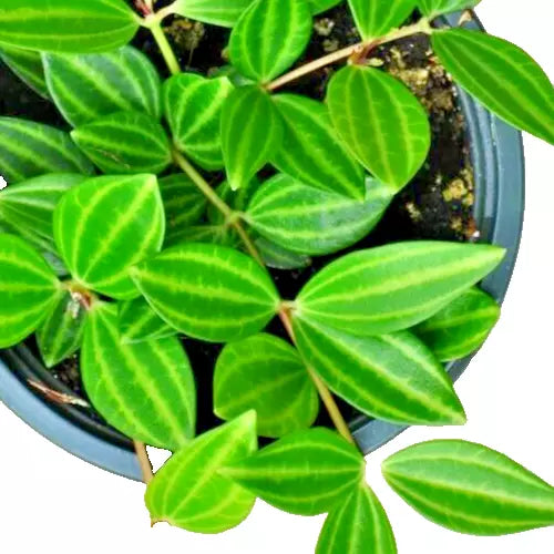 Peperomia Angulata Variegated Funky Frog 4-6" Live Houseplant, Pet-Friendly Indoor Plant, Compact, Low-Maintenance, Indoor Garden