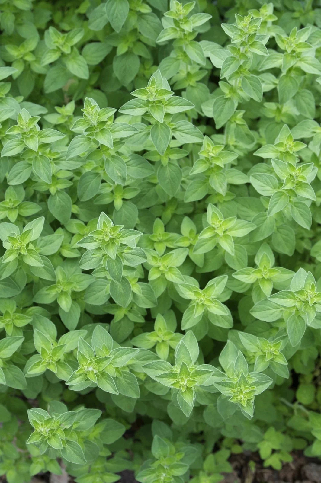 Oregano Seeds 1000 Count, Culinary Herb, Origanum vulgare var. hirtum, Gardening Seeds for Cooking and Herb Garden