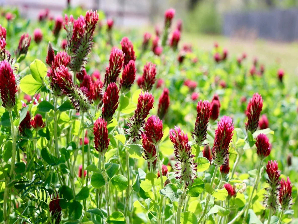 Clover Seeds - 600+ Crimson Red Non-GMO Seeds for Pollinators & Cover Crop