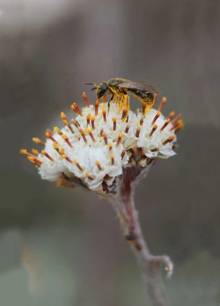 Prairie Pussytoes Seeds - 100 Pack - Native Wildflower for Rock Gardens & Borders - Antennaria neglecta