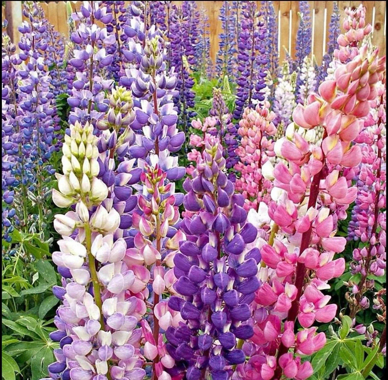 50+ Lupine Seeds - Russell Strain Mixture Non-GMO - Lupinus polyphyllus Perennial Flower Seeds for Garden, Borders, Pollinators