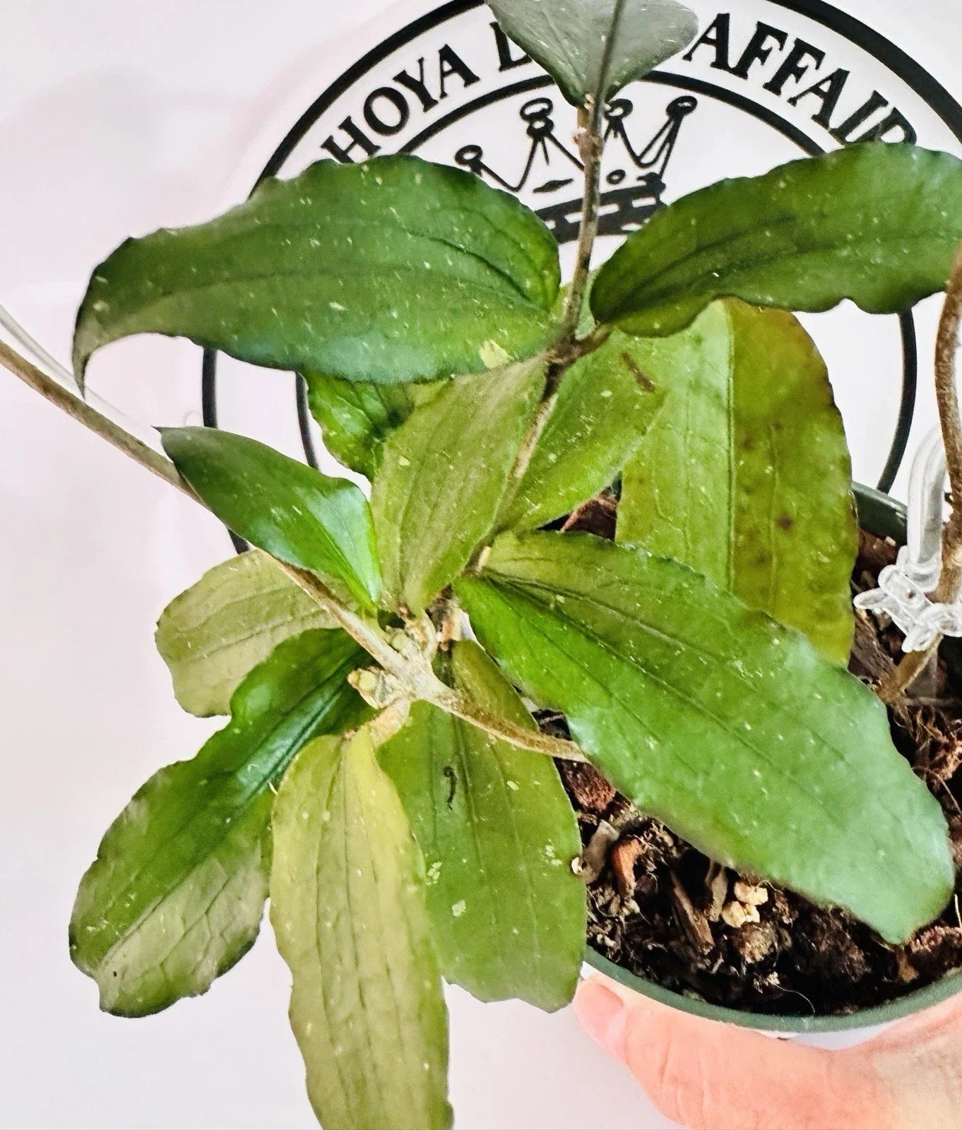 Hoya Erythrina Round Leaves Live Plant – Low Maintenance Indoor Trailing Vine in 4-Inch Pot