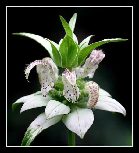 Beebalm Seeds - 320 Packets - Spotted White Monarda punctata - Rare Perennial for Pollinators and Garden Borders