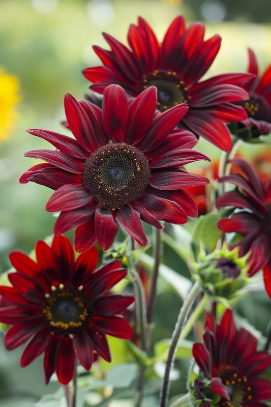 Chocolate Cherry Sunflower Seeds - Ornamental Helianthus annuus, 6-8 ft tall, Full Sun, Butterfly & Bee Attractant, Free Shipping