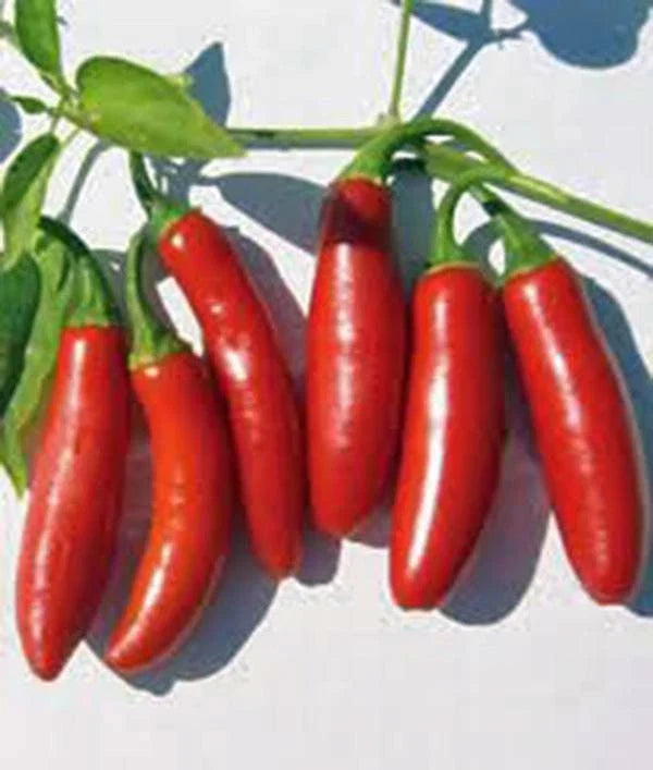 Serrano Pepper Seeds, Heirloom, Non-GMO, 100 Seeds, Hot Chili Peppers, Capsicum annuum, Culinary, Salsas, Garden Plant