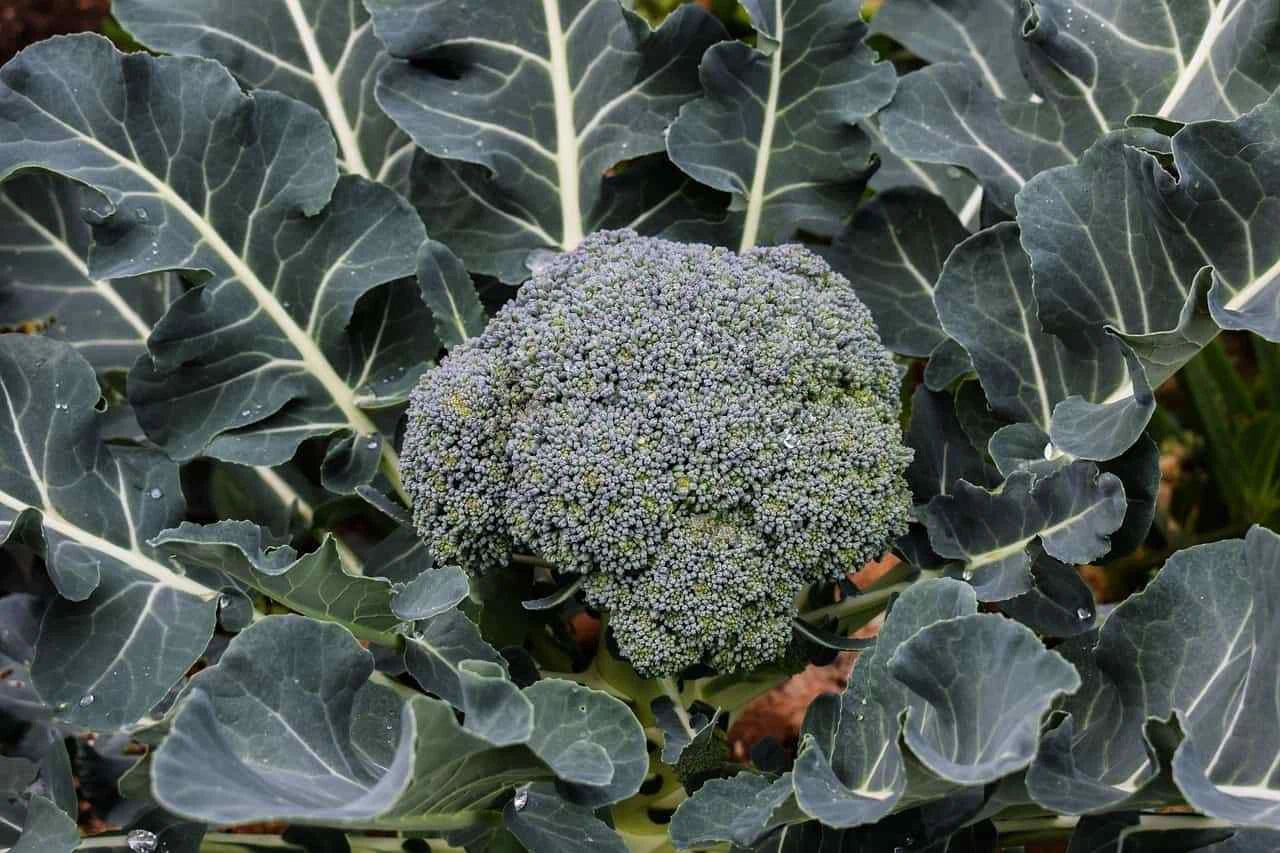 Broccoli Seeds 500 Pack Hancock Variety Brassica oleracea for Fall & Winter Harvest