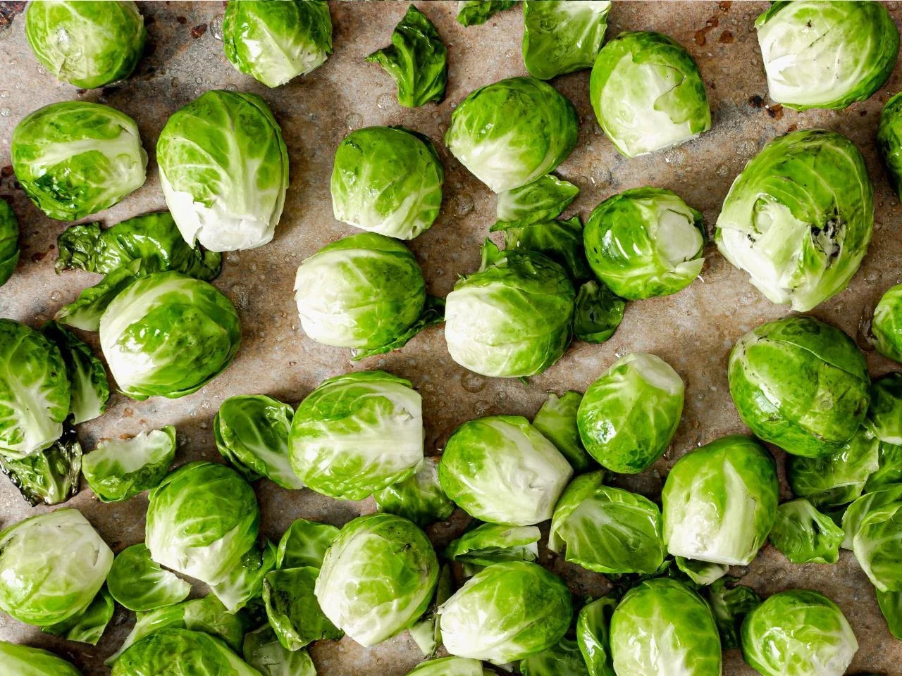 Brussel Sprouts Seeds 500 Count Non-GMO Brassica oleracea var. gemmifera for Home Garden, Vegetable Growing